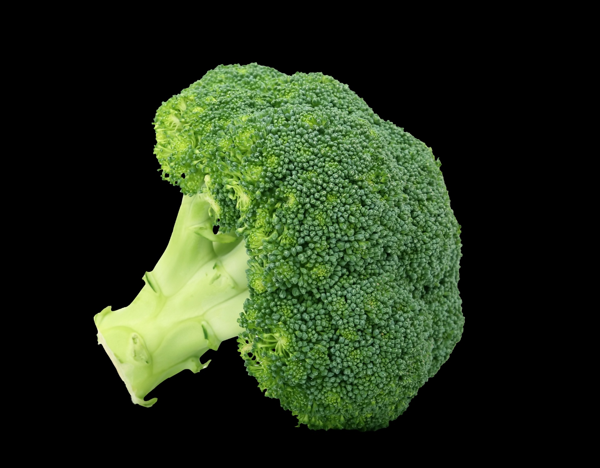 broccoli-on-black-background